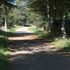 Wald